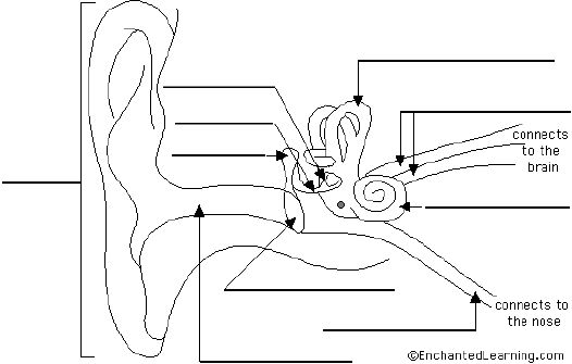 Ear Anatomy: Student Copy